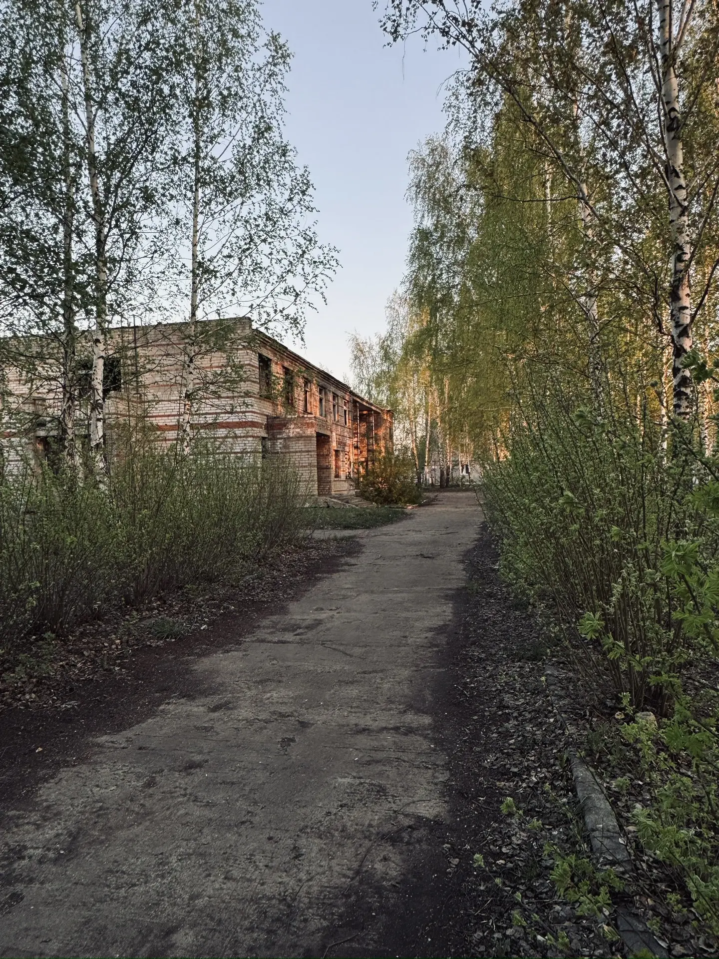 Берёзовая аллея, ведущая к зданию